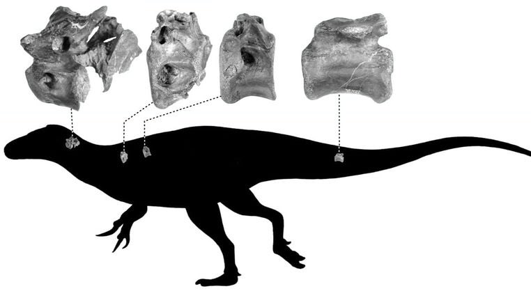 awiasc1's tweet photo. Bones of close relative of Tyrannosaurus rex discovered on Isle of Wight
https://t.co/iBSgVwUzcL https://t.co/P6PCDWJ2qV