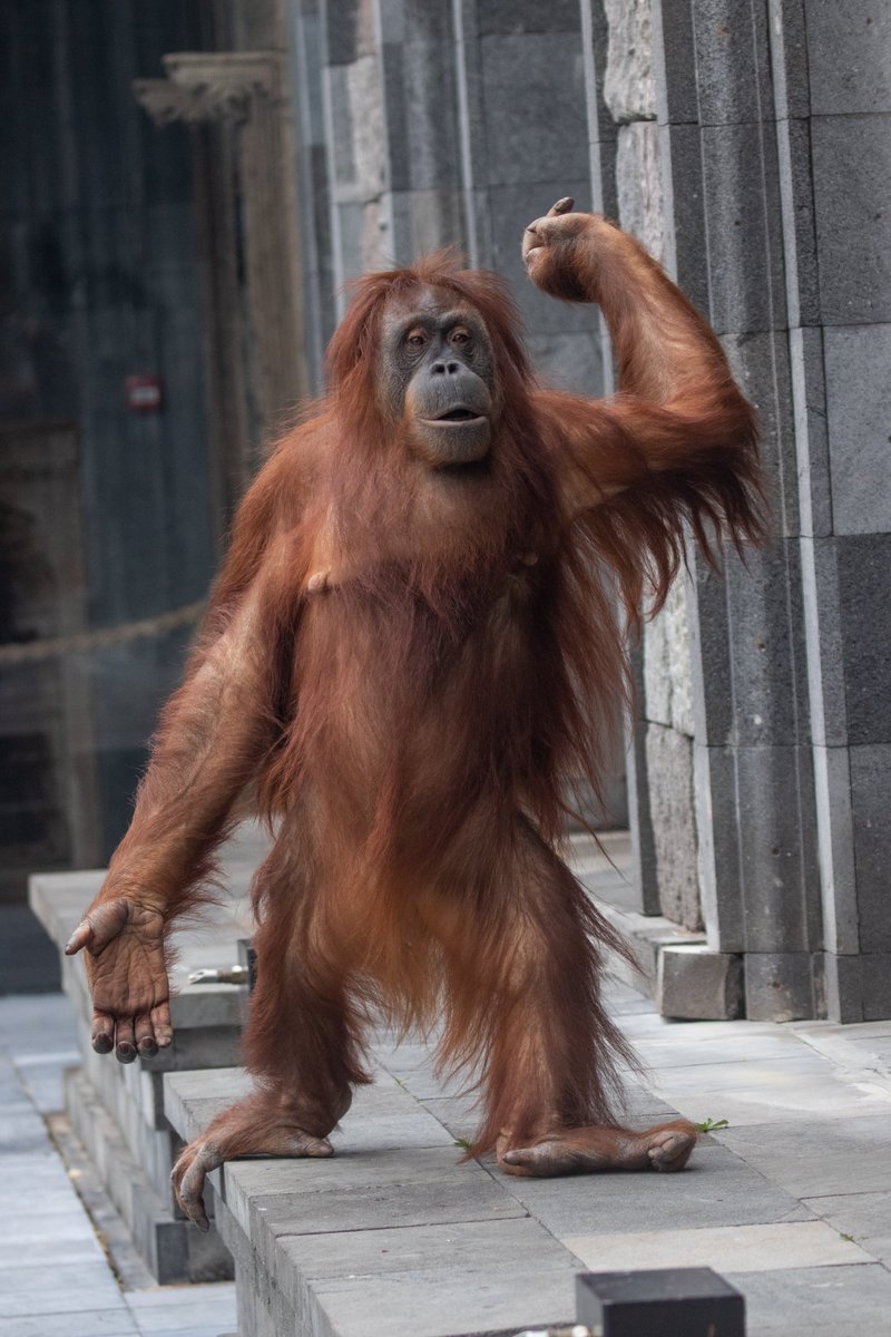 pairidaiza's tweet photo. (FR)😍Chers amis, nous sommes heureux de vous annoncer que Sari, une des femelles orang-outan du Jardin des Mondes, présente tous les signes d’une grossesse ! 

Le petit serait attendu pour la fin de l’année. Un espoir pour cette espèce en danger critique d’extinction ! https://t.co/Sd6Fe4LEgg