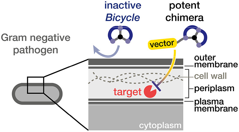 Just published: work from @Bicycle_tx showing how Bicycle(R) peptides can be developed to target periplasmic proteins in Gram negative bacteria: pubs.acs.org/doi/10.1021/ac…