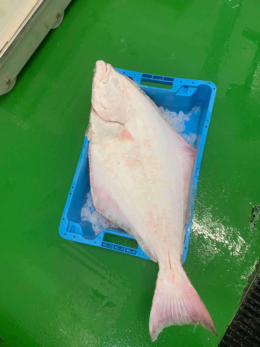 Nicks_Fish's tweet photo. Beautiful Wild White Halibut, plenty available ☺ https://t.co/DrdXKRPt4B