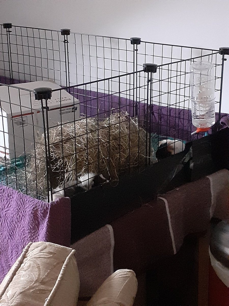 OCDthePhDandMe's tweet photo. My partner and I have been waiting for this moment for so long but we're finally piggy parents!! #guineapigs #fureverhome https://t.co/ceUjVONB2C