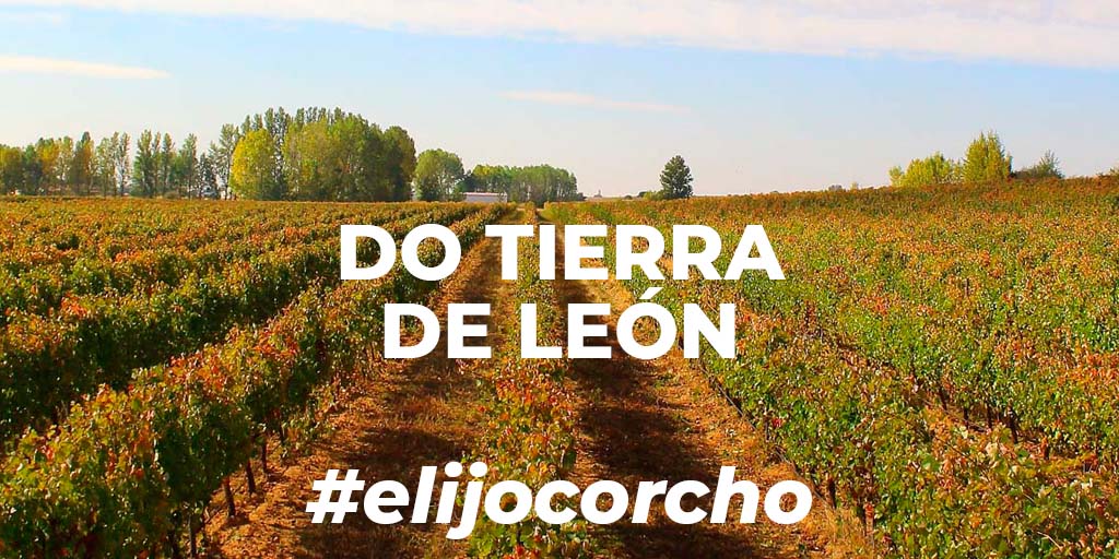 AECORK's tweet photo. 3️⃣9️⃣ bodegas y 1.500 hectáreas de viña comprendidas en 7️⃣0️⃣ municipios conforman la joven #DOTierradeLeon situada al sur de la provincia de #León.
Su variedad autóctona más singular es el Prieto Picudo✅ #elijocorcho https://t.co/xDApJnIJlD