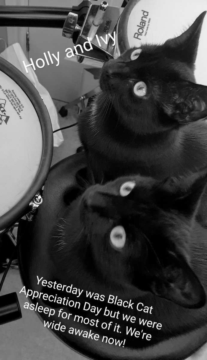 Did you know it was Black Cat Appreciation Day yesterday? Here's Mike's two Holly and Ivy waiting to practise drums for the day. Anyone else with a black cat? #blackcatappreciationday #purrididdles