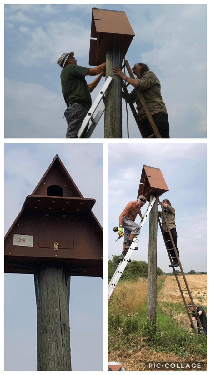 KentishStourCP's tweet photo. The installation of nesting boxes has helped increase the Barn owl population in the UK. Our task was to replace the boxes to encourage nesting. https://t.co/KqrtJxS9U8