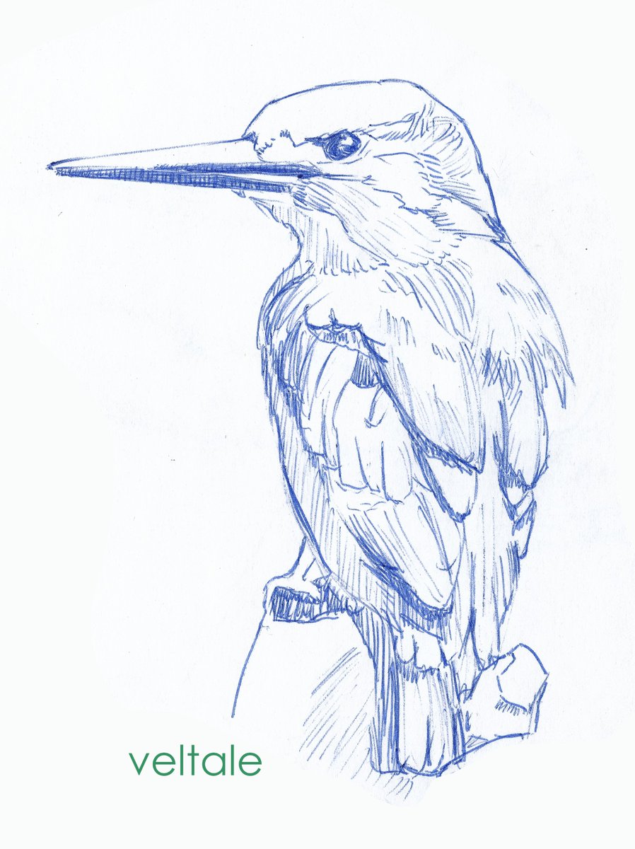 veltale's tweet photo. another day another bird https://t.co/bSxvYmOMgT