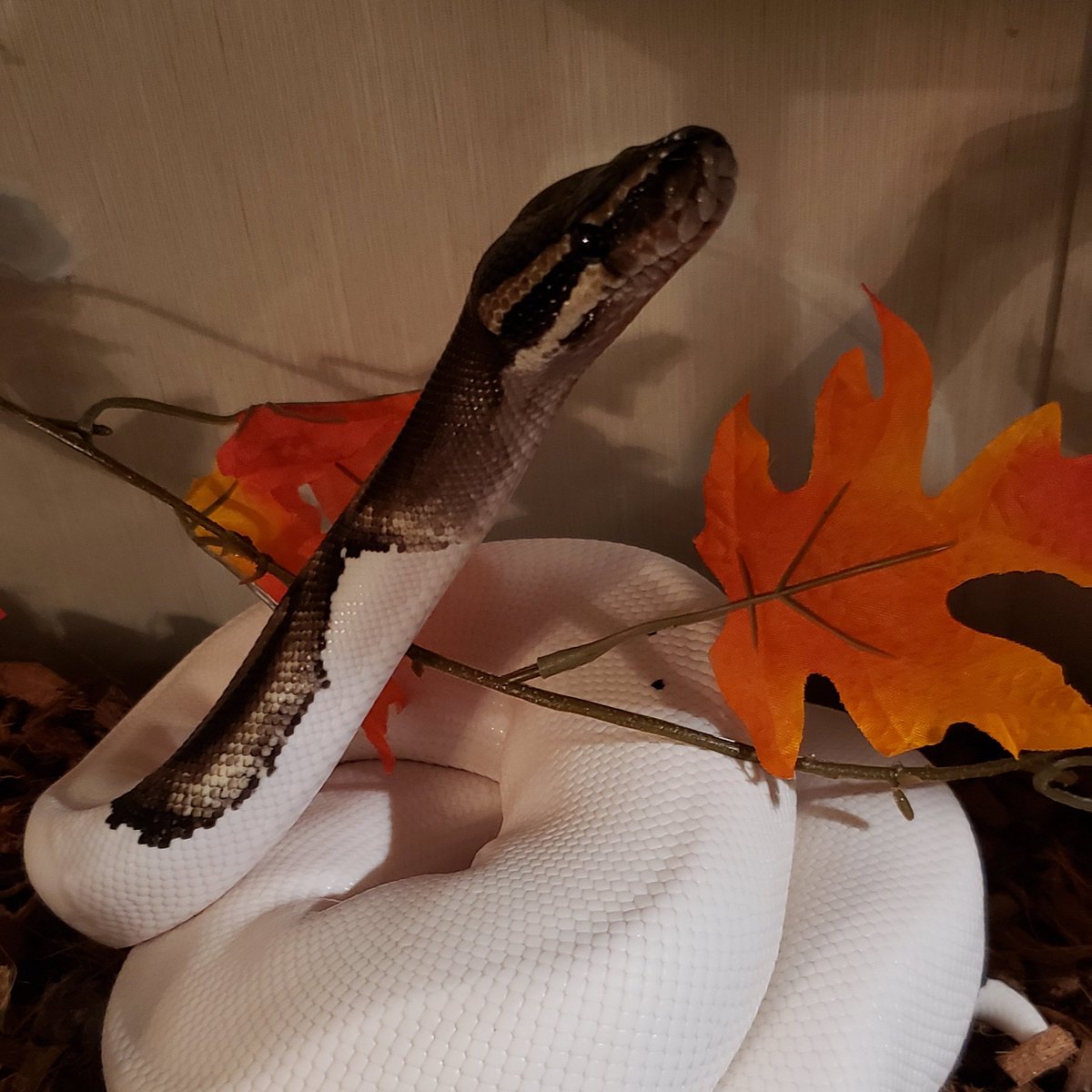 JohnE14607074's tweet image. There's something very relaxing about hanging out with my reptiles. #reptilelover #ballpythons #piedballpython