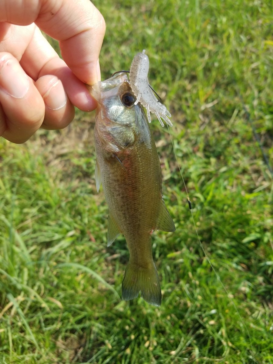 susumu_0710's tweet photo. 久しぶりに仕事帰りに🎣
HP bugをカバーに入れてラインがはしったからあわせたら飛んできた
#バス釣り
#OSP
#HPbug
#印旛水系 https://t.co/IvrWylLkVM