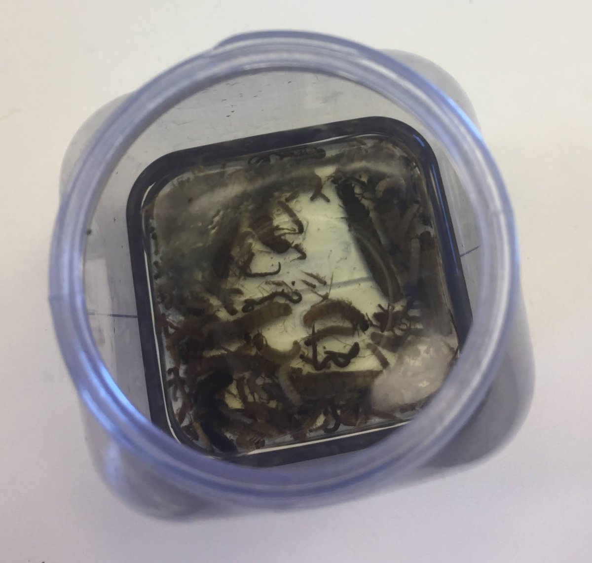 FBL_UCPH's tweet image. There is a strange smell in the lab these days...👃 It emanates from MSc student Casper's muddy #Macroinvertebrate samples from #Gribskov. Casper is monitoring whether changes to the hydrology of the forest result in increased #biodiversity in the macroinvertebrate community.