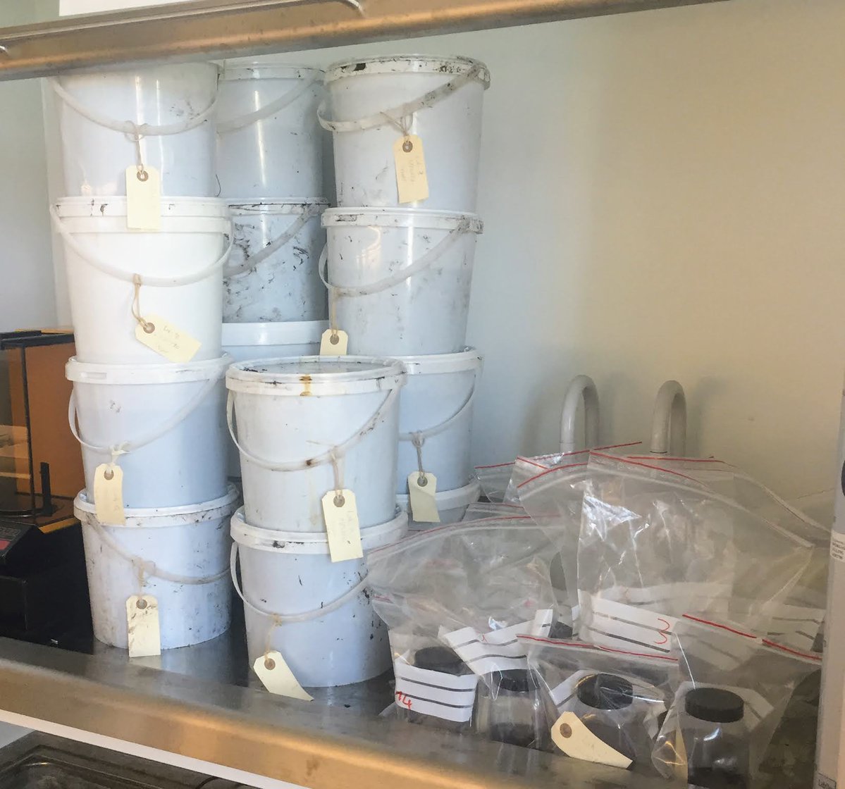 FBL_UCPH's tweet image. There is a strange smell in the lab these days...👃 It emanates from MSc student Casper's muddy #Macroinvertebrate samples from #Gribskov. Casper is monitoring whether changes to the hydrology of the forest result in increased #biodiversity in the macroinvertebrate community.