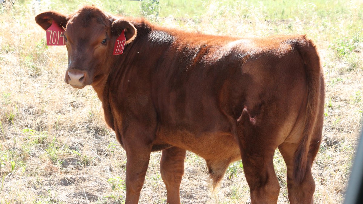 beef_educator's tweet photo. First in the Calf Health Management on Arrival Webinar Series is today 1230 PM CT. Talking about a systems approach to maintaining health in high-risk calves and penning order and morbidity outcomes. Register to watch for free at https://t.co/evylblOR8K
#UNLBeef
#NebExtBeef https://t.co/ke3Te0J5Vn
