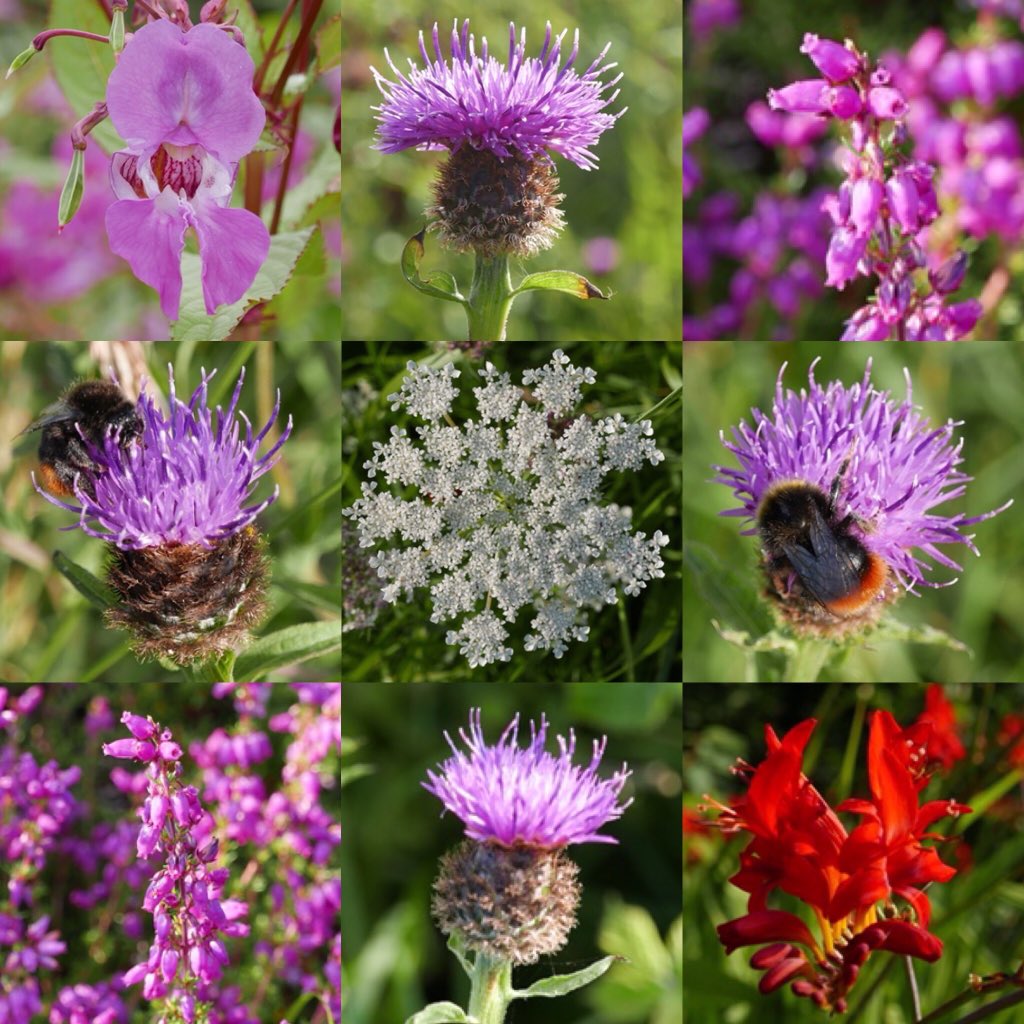 💕🌸 Wild Kintyre 

#Love #Nature #NaturalWorld #Wildlife #Countryside #Wild #Flowers #Flora #WildFlowers #ScottishThistle #ScottishHeather #Bee #Bees #MullOfKintyre #Kintyre #Scotland #Summertime