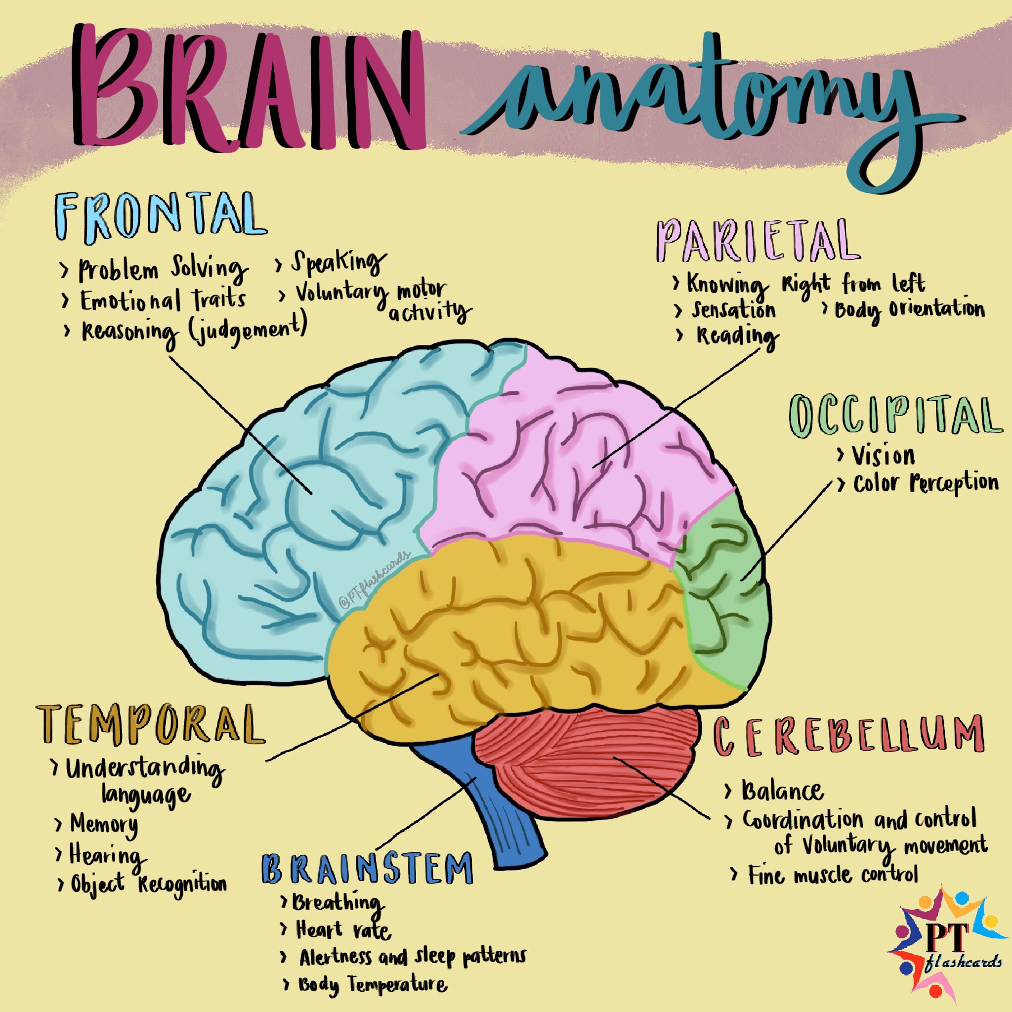 parts of the human brain and functions