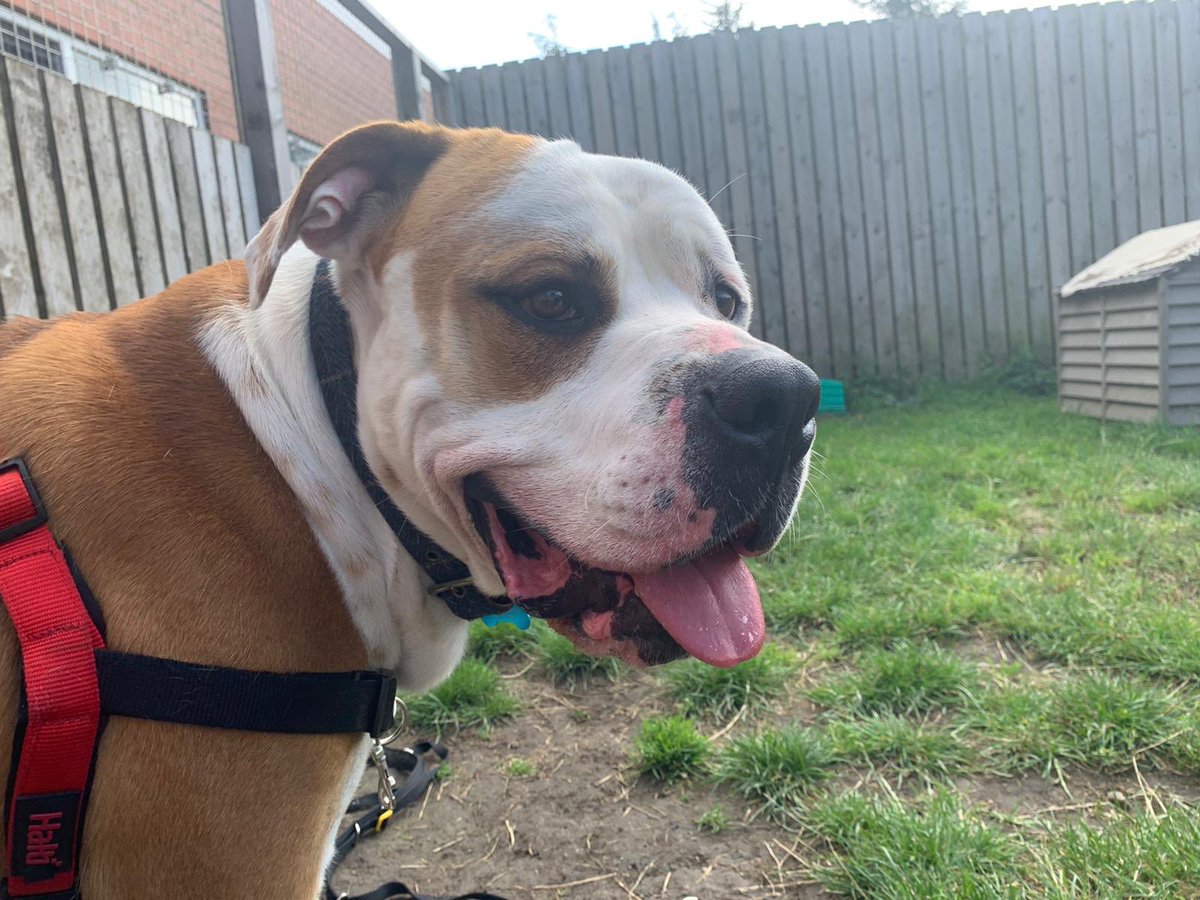 Did you see the news about Hector, the American Bulldog who was found abandoned at our gates? Here’s a little update on him as he settles in at our Centre 💚

@RSPCA_official @RSPCA_Amy @RebeccaMaranoEP @yorkshirepost @LeedsNews @WakeExpress