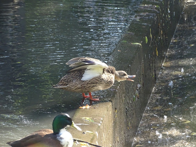 Duck of the day tweet media
