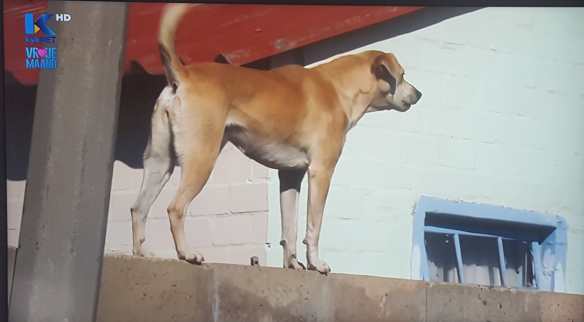 curatePets's tweet photo. Dankie! Thank you @kykNETtv for featuring the wonderful work of #IngridDeStorie in #OceanView 

Thanks Corinne Willson for reaching out many years ago. #1KennelAtATime @CapeTown 

courtesy @regalpethealth our content partner for Animal Welfare Awareness #RegalToTheRescue https://t.co/wUHfnuwJzG