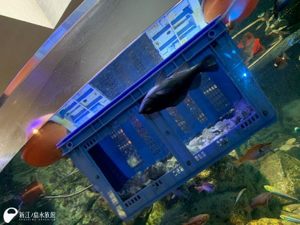 新江ノ島水族館 魚が死んでる えのすいトリーター日誌 T Co Hbswhbim8r T Co 8apc3msytz Twitter