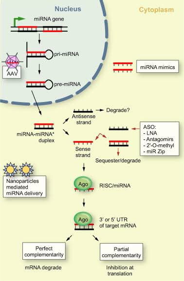 #سلسلة_رحله_في_ورقه_علميه_   استكمالا لموضوع الاستاذ @HussainFawzi2  و اللي غطى فيها اهم جوانبها ماش...