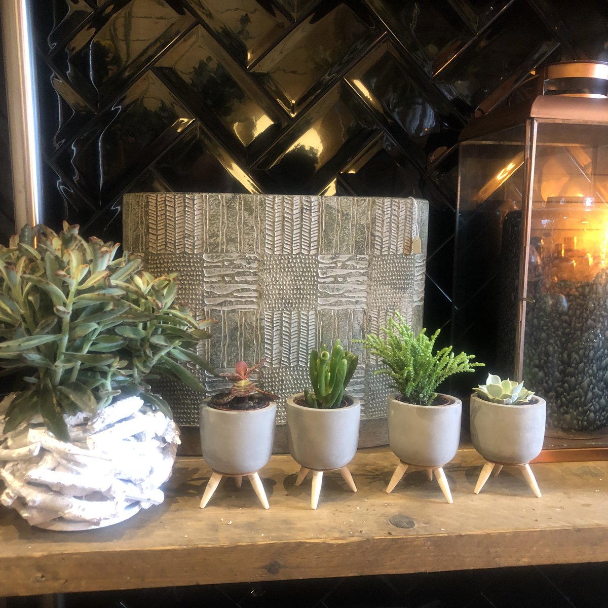 New succulents looking for homes in store now 🏡

#plants #plantsofinstagram #plantsmakepeoplehappy #indoorplants #plantsplantsplants #instaplants #plantsmakemehappy #livingwithplants #succulentplant #plantdecor #plantlife🌱 #plantmakepeoplehappy #officeplants #succulents