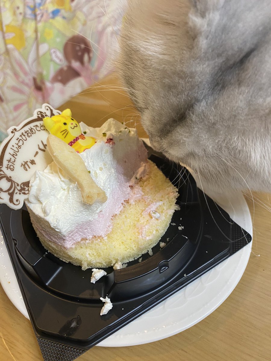 MYUU_0818's tweet photo. 🎂🎊🎉2020.8.18.Tue🎂🎊🎉
            《みゅーくん》
       ＼Happy Birthday!!／
今日で2歳になったにゃんฅ( ˙꒳​˙ ฅ)

これからもよろしくにゃん!!!🐱💗

((このケーキ、クリームは美味しいけどスポンジは美味しくないにゃん……^._.^

#誕生日 #猫 #チンチラシルバー https://t.co/xg6cu1NwQn