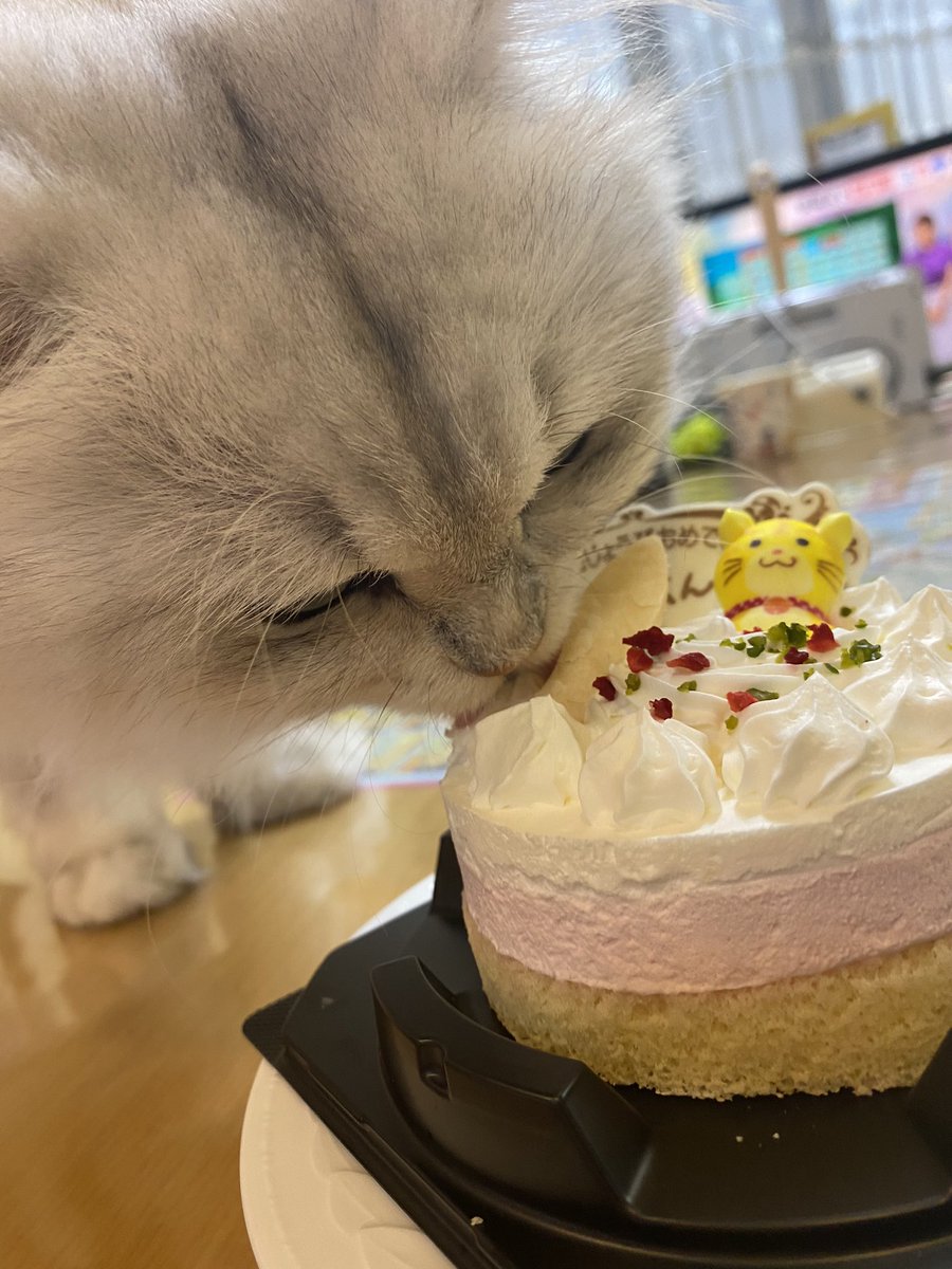 MYUU_0818's tweet photo. 🎂🎊🎉2020.8.18.Tue🎂🎊🎉
            《みゅーくん》
       ＼Happy Birthday!!／
今日で2歳になったにゃんฅ( ˙꒳​˙ ฅ)

これからもよろしくにゃん!!!🐱💗

((このケーキ、クリームは美味しいけどスポンジは美味しくないにゃん……^._.^

#誕生日 #猫 #チンチラシルバー https://t.co/xg6cu1NwQn