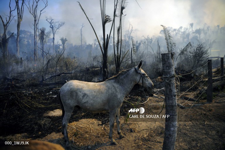 AFPphoto's tweet photo. #Brazil - Illegal fire rips through Brazil's Amazon rainforest. #AFP
📸 @CarldeSouza1 
https://t.co/VDCn0yMo5k https://t.co/EIpxGw2iwr