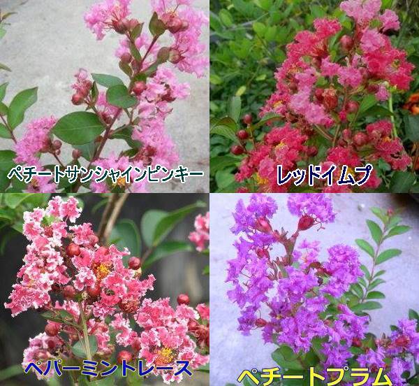 Snowry 相互フォロー 今夜はナゾトレ答え予想 150点サルスベリ1点シバザクラ ナゾトレ Fujitv 東大ナゾトレ 今夜はナゾトレ 4種から選ぶ サルスベリ ペチートサンシャインシリーズ 苗木 5号 K11 楽天 T Co Wlixqwde3q Rakuafl Snowry 相互フォロー 今夜はナゾトレ答え予想 150点サルスベリ1点シバザクラ ナゾトレ Fujitv 東大ナゾトレ 今夜はナゾトレ 4種から選ぶ サルスベリ ペチートサンシャインシリーズ 苗木 5号 K11 楽天 T Co Wlixqwde3q Rakuafl
