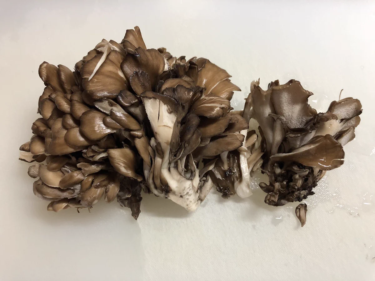 一足早く秋を感じられる？シンプルながら幸せ気分を味わえる「舞茸ごはん」のレシピ！