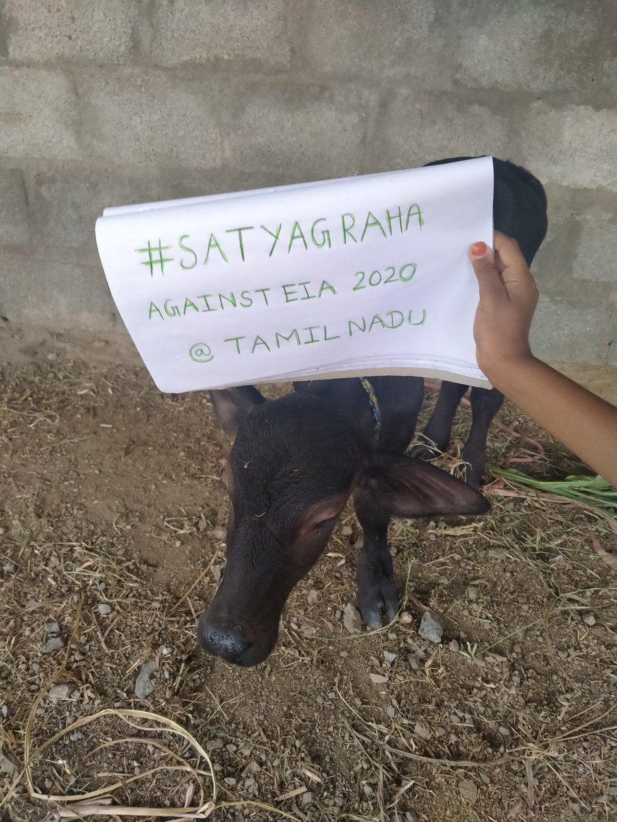 beingme_Divya's tweet image. #SatyagrahaAgainstEIA2020 He is master Toffy protesting against EIA from @tamilnadu
