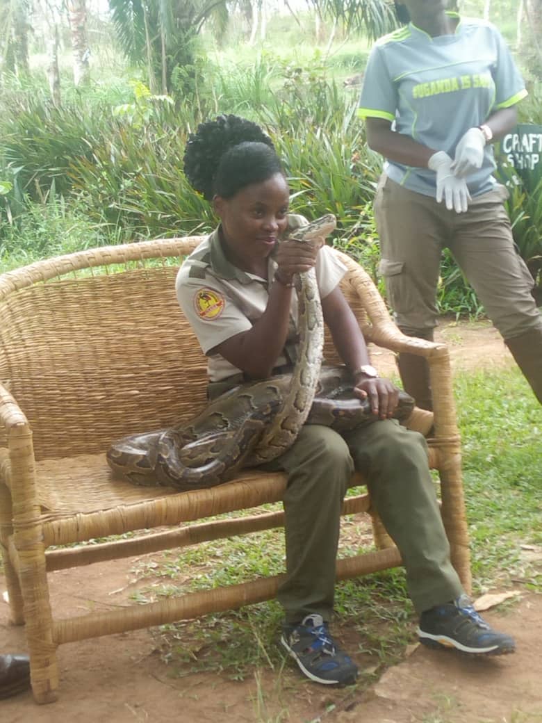JazelSheila's tweet photo. Meet the #AfricanRockPython🐍💚
The African rock python is a species of large constrictor snake in the family Pythonidae. The species is native to sub-Saharan Africa and it's a non venomous snake which kills its prey by constriction.
#UgandaReptilesVillage https://t.co/Qdd808mRx0