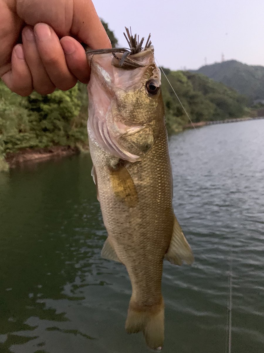 ちゃん ナイスなコンディションの子バスちゃんとこの池やったら価値ある40ちょいないくらいのやつ バス釣り