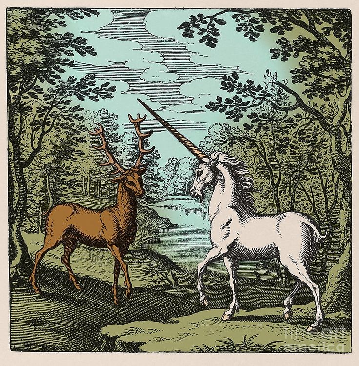 Stag and Unicorn, 18 century

#18century #unicorn