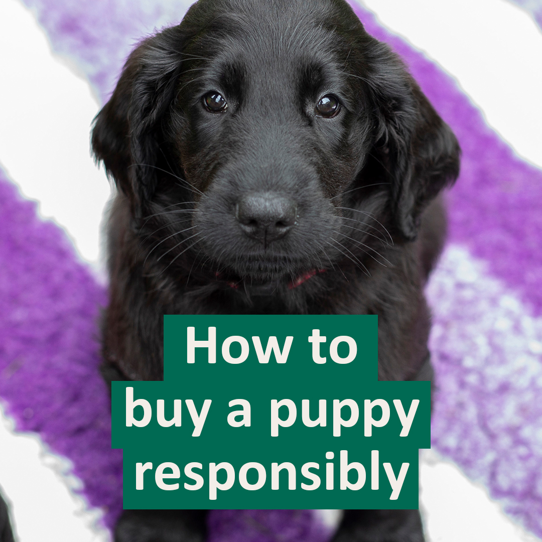 The Kennel Club on Twitter "During the coronavirus lockdown, Kennel