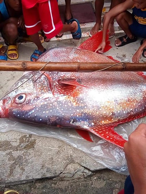 Giant Fish Found After Earthquake Shook Parts Of Visayas
