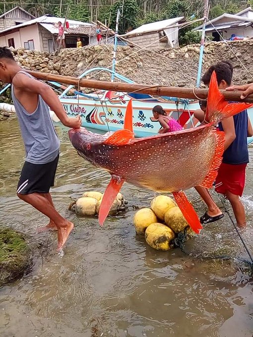 Giant Fish Found After Earthquake Shook Parts Of Visayas