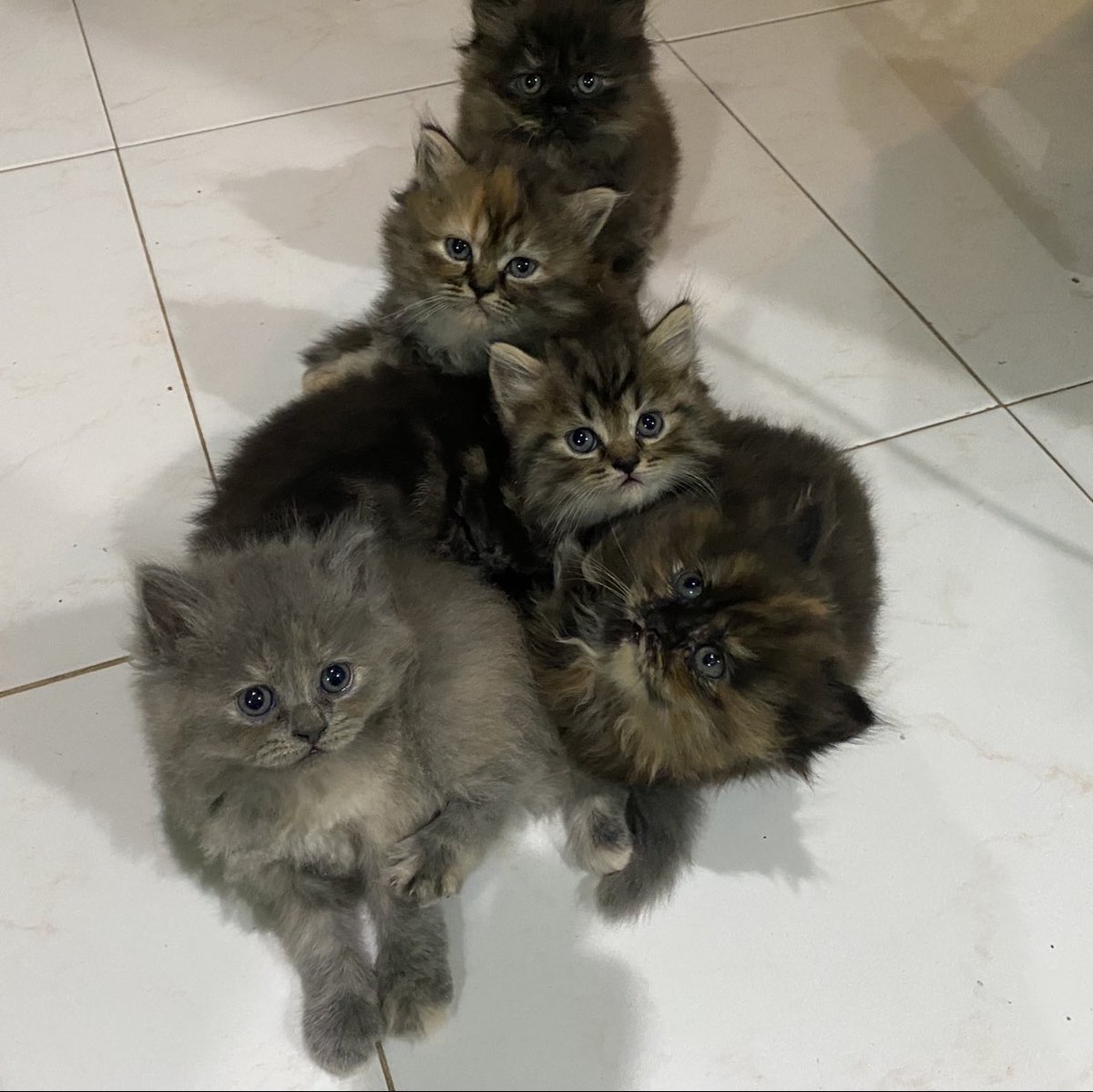 pengwynpig's tweet photo. Miss ko na kayong kumpleto🥺 come back to wowa na huhu maga na araw araw mata ko kakaiyak😭 https://t.co/cclKYbCCDi