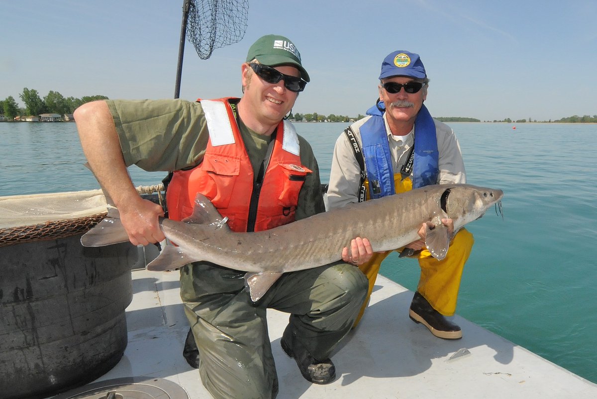 DarrylHondorp's tweet photo. Great post-doc opportunity

Join the GLATOS team
Work with smart people
Analyze movements of 200+ Lake Sturgeon tracked for nearly a decade(!)
3 yrs fully funded
Perfect project for uncertain times 

Interested?

Apply here:  https://t.co/QdnUjdWM0v

Search for posting 636677 https://t.co/SDhC2ct8bY