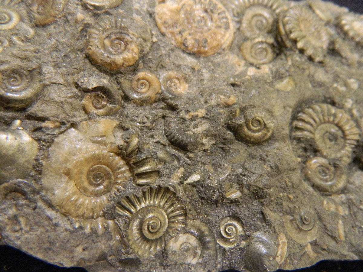 We can’t give visitors tours of our collections in person at the moment, but perhaps you can join us for a  #TwitterTour?Today we are virtually opening our doors to the palaeontology collections, which include over 600,000 fossils. #TakeoverTuesday  @CardiffCurator