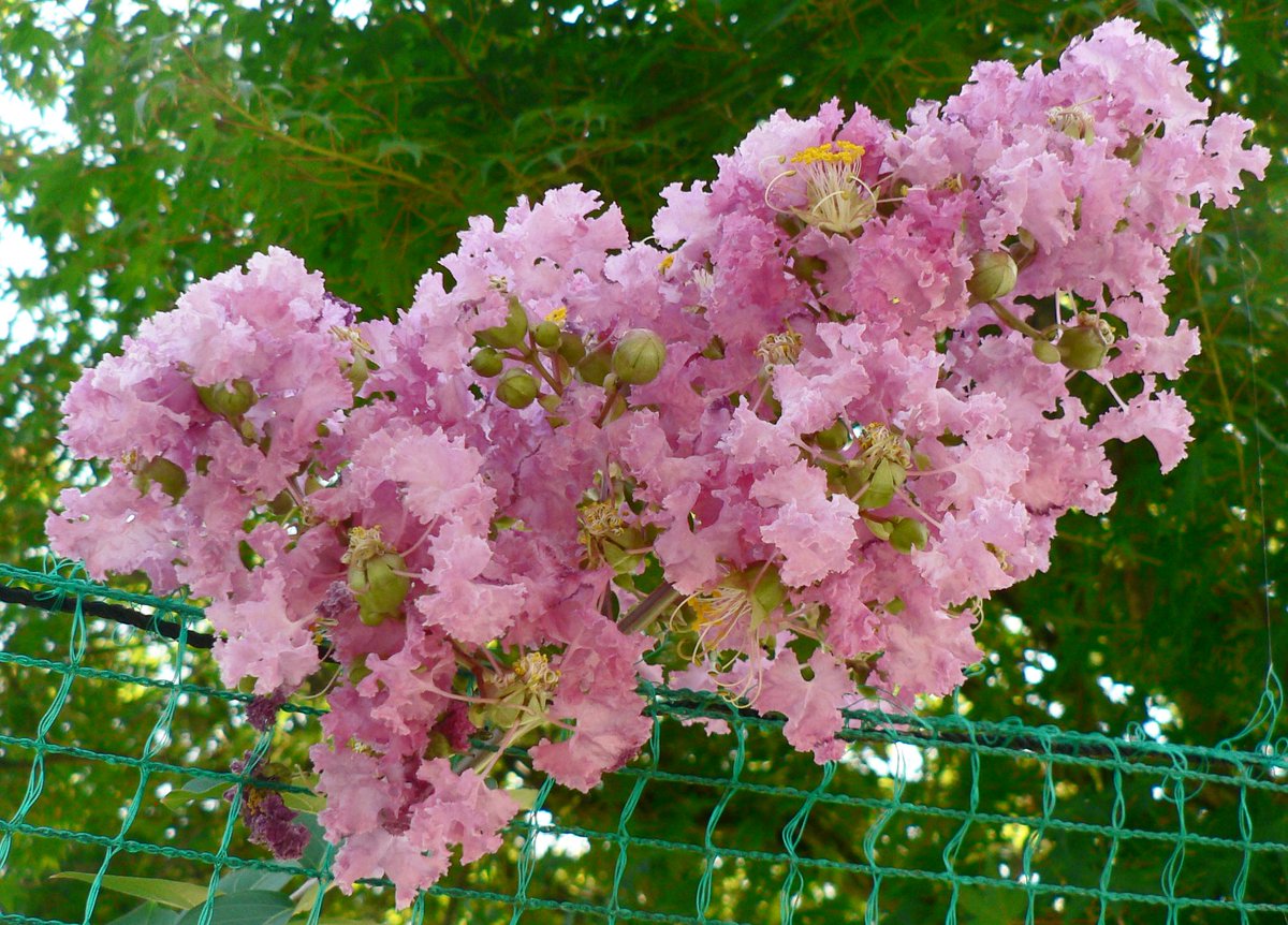 こころんグリーン على تويتر 幼稚園のフェンスの上に サルスベリの花が咲いていました ピンクのフリフリの花びらが とても可愛らしいです この時期には あちらこちらで見られます サルスベリ ピンクの花 フリフリの花 夏の花 夏 樹木 園芸品種 園芸