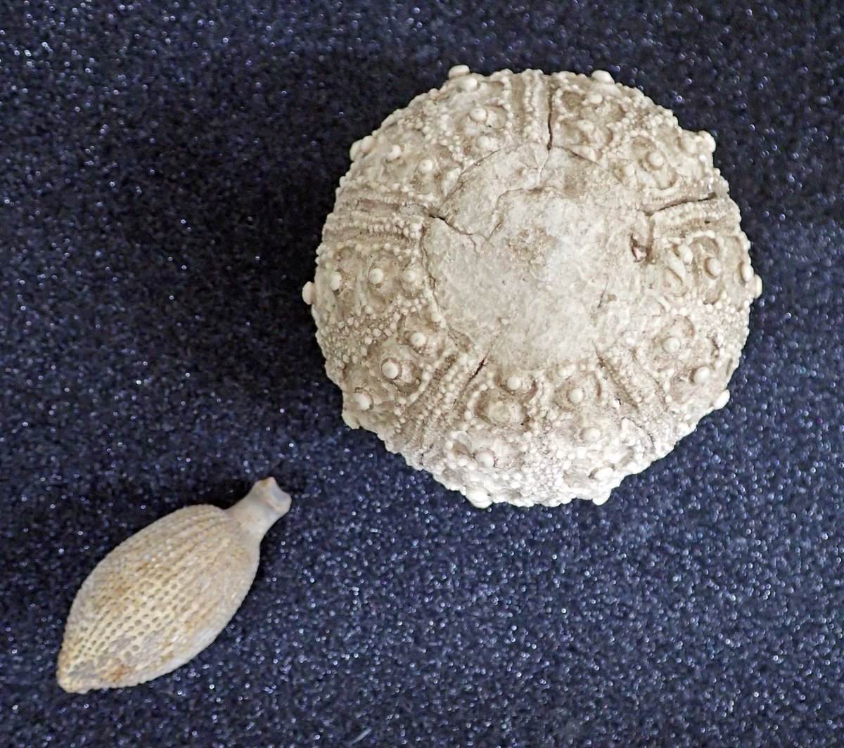 We can’t give visitors tours of our collections in person at the moment, but perhaps you can join us for a  #TwitterTour?Today we are virtually opening our doors to the palaeontology collections, which include over 600,000 fossils. #TakeoverTuesday  @CardiffCurator