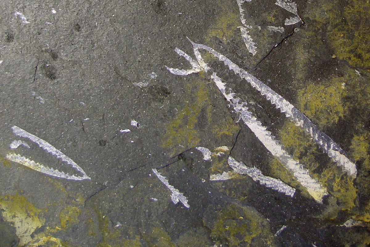 We can’t give visitors tours of our collections in person at the moment, but perhaps you can join us for a  #TwitterTour?Today we are virtually opening our doors to the palaeontology collections, which include over 600,000 fossils. #TakeoverTuesday  @CardiffCurator