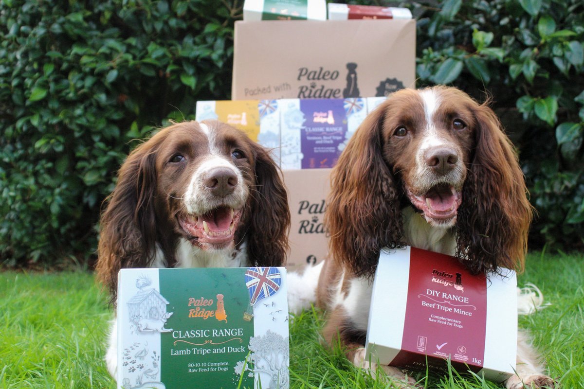 PaleoRidge's tweet photo. The Springer Twins look delighted with our new packaging 😍🐾 What do you think of the new designs?
.
.
.
#springer #newdesign #packaging #barfdiet #dogs #rawdogfood #rawgivesmore #rawfood #rawfeddogsofinstagram #dogsofinstagram https://t.co/NVEOj9weMH