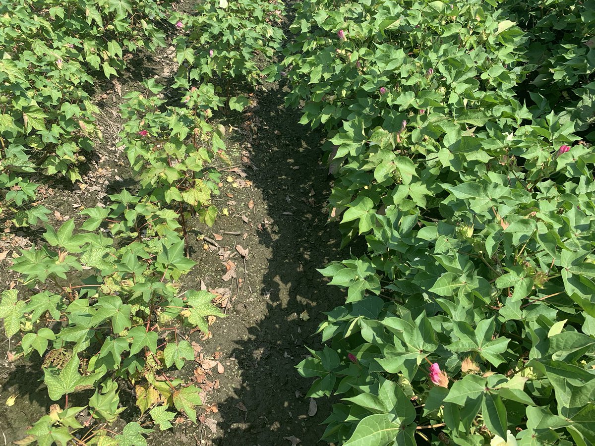 Dramatic symptom of reniform nematodes on cotton near Walnut Hill, Florida.  Side by side comparison of susceptible (L) and new Phytogen variety (R)  with Root-knot and Reniform nematode resistance.  I was impressed. Here for UF IFAS Extension virtual field day.