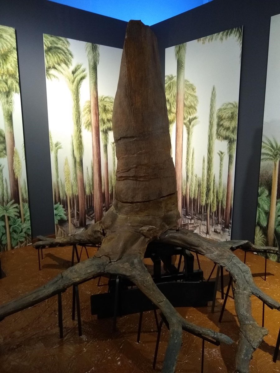 Our fossil collections are housed  @Museum_CardiffSome are on permanent display in our Evolution of Wales gallery, some are used for temporary exhibitions such as  #FossilSwamp, but others are in our stores behind the scenes #TakeoverTuesday  #TwitterTour