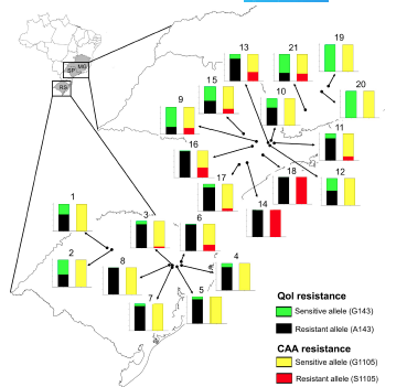 BSPPjournals's tweet photo. Grapevine downy mildew control: @Santos_RFd and team confirm multiple resistance to QoI and CAA fungicides in Plasmopara viticola in South America for the first time: https://t.co/dYykDnQioj https://t.co/MIgPb0qBdt