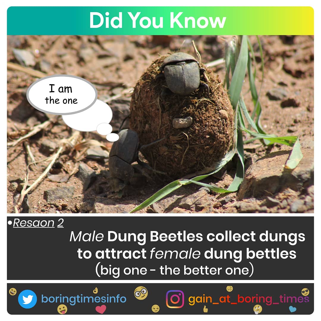 boringtimesinfo's tweet photo. Why Dung Beetles collect wastes(Dungs)?
Here are the answers☝️☝️
Follow At : @boringtimesinfo
#NaturePhotography #gainatboringtimes #nature #animallovers #natureiswild #NationalGeographic #discovery #beautiful #amazing #Animalslover @NatGeo @nature_org #naturelover https://t.co/ev9mlh9BN6