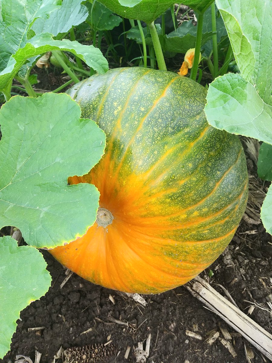 rip_vg's tweet image. To quote my sons "pumpkin seeds grow pumpkins", and that is what happened here! @vg_tim @tenwattandrew @vangilst_dan #pumpkins #pumpkins2020