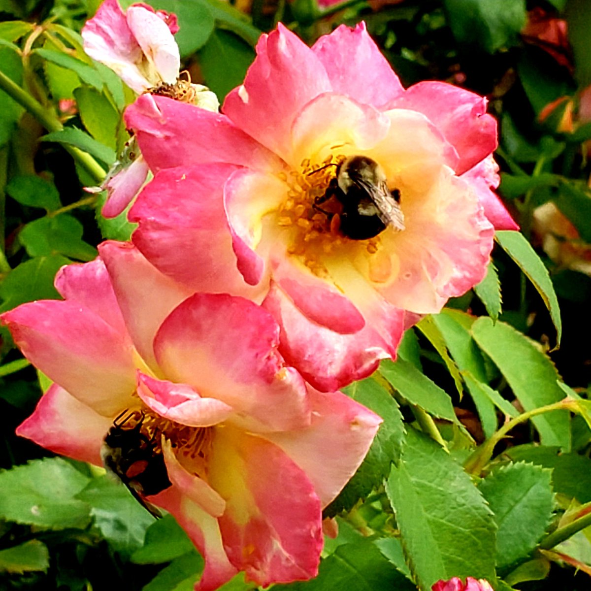 EdifyPhoto's tweet image. Positive Vibes: Bee mindful who you invite into your space. Fear of being stung will make you swat away the one thing you need for your life to bloom🤔 #Beemindful #BeeColoful #DEI #SEED