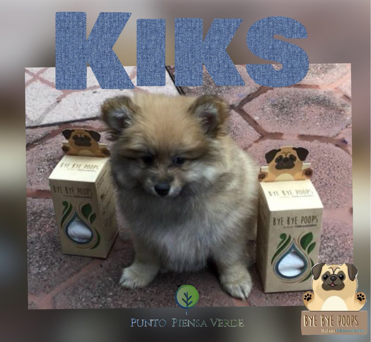 PiensaPunto's tweet photo. Hoy le toca al guapo de Kika posar con sus Bye Bye Poops.
Gracias por no contaminar mas🐶💩🚽🌎 https://t.co/g9DZCNbGtj