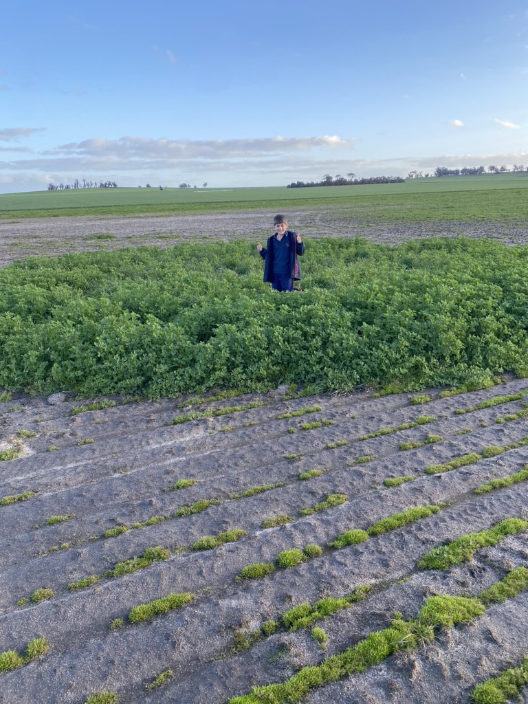 Messina going bonkers on an unburnt chaff pile in low lying waterlogged/slightly saline area of the paddock... Just add OM!