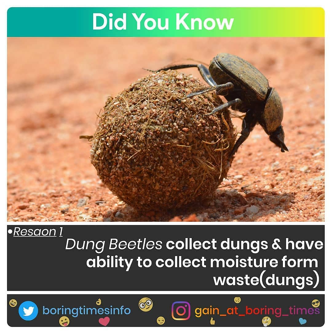 boringtimesinfo's tweet photo. Why Dung Beetles collect wastes(Dungs)?
Here are the answers☝️☝️
Follow At : @boringtimesinfo
#NaturePhotography #gainatboringtimes #nature #animallovers #natureiswild #NationalGeographic #discovery #beautiful #amazing #Animalslover @NatGeo @nature_org #naturelover https://t.co/ezd4nXZuHx